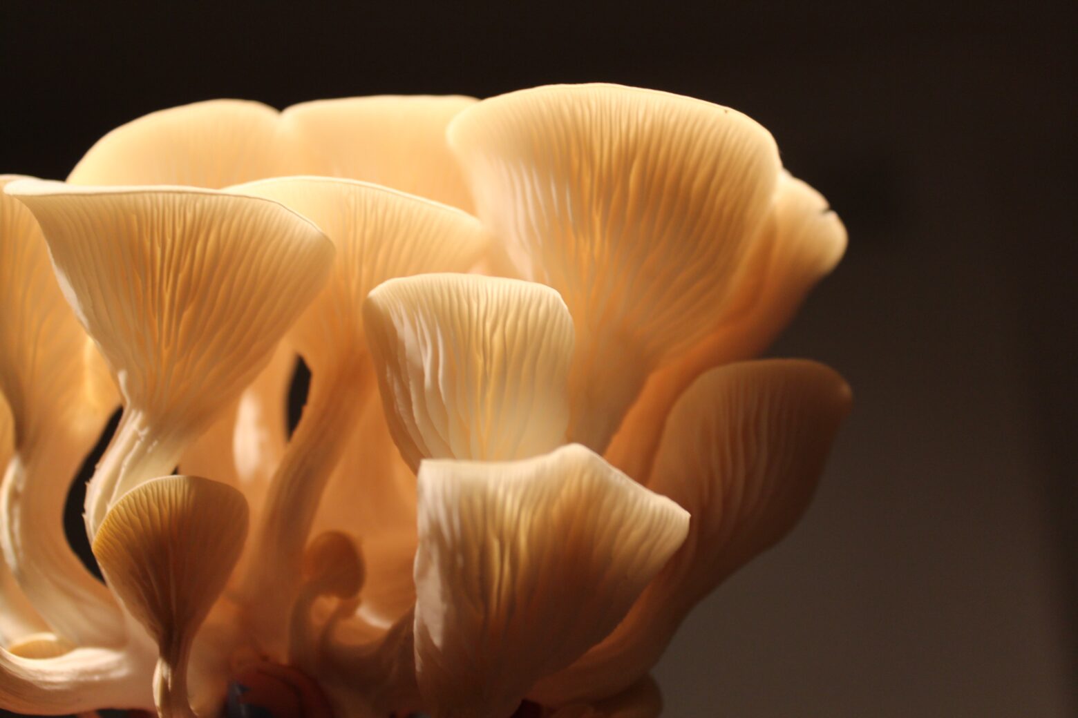 What Is Lions Mane Mushroom Side Effects
